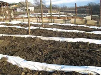 Фото Як правильно підготувати виноград до зими?