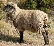 Фото Кріолло (Criollo)