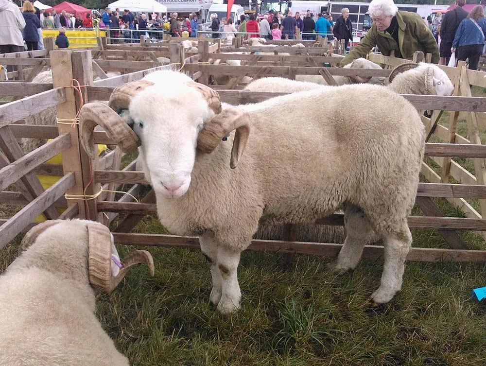 Білі Лісові (Whiteface Woodland)
