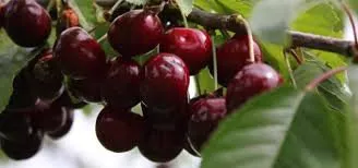 Чорний принц