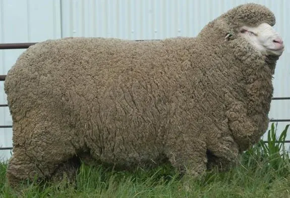 Сильношерстий Меріно (Strong Wool Merino)