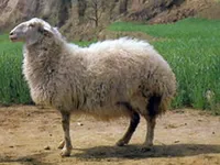 Фото Тонг (Tong)