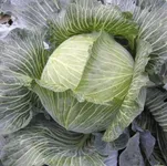 Фото Бартон F1 / Burton F1