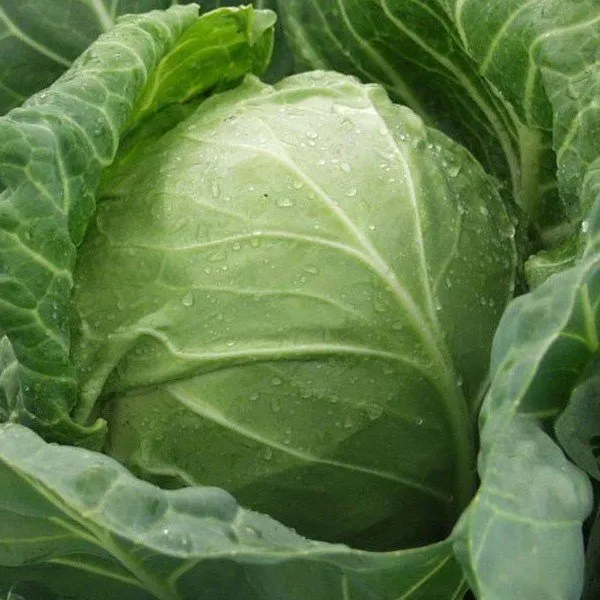 Циклоп F1 / Zyklop F1