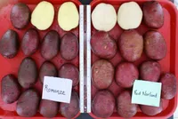 Фото Романце / Romanze