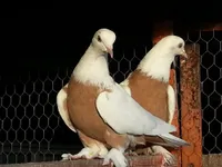 Фото Краснодарські бойні