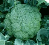 Фото Вольта