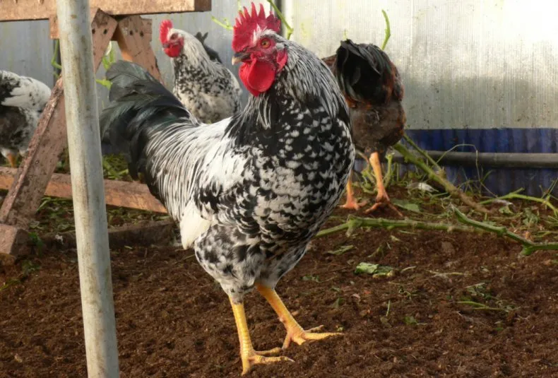 Котляревська