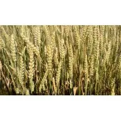 НС 100/01 (NS 100/01)