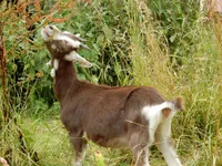 Фото Тюринзька