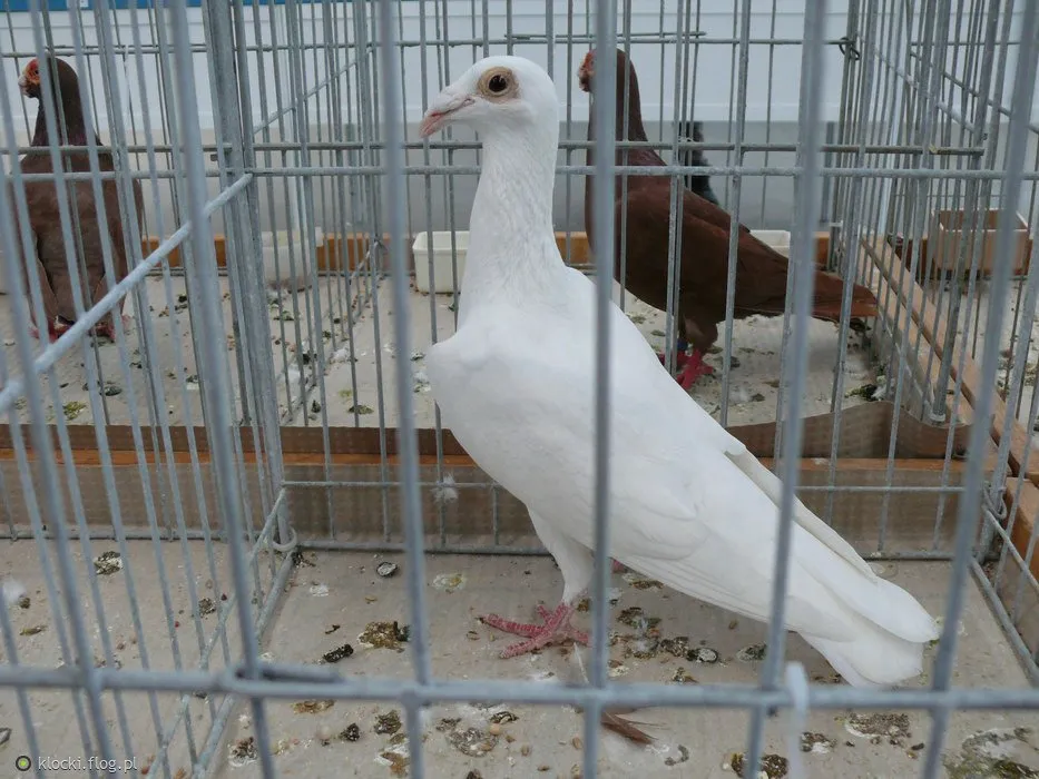 Польський листоноша