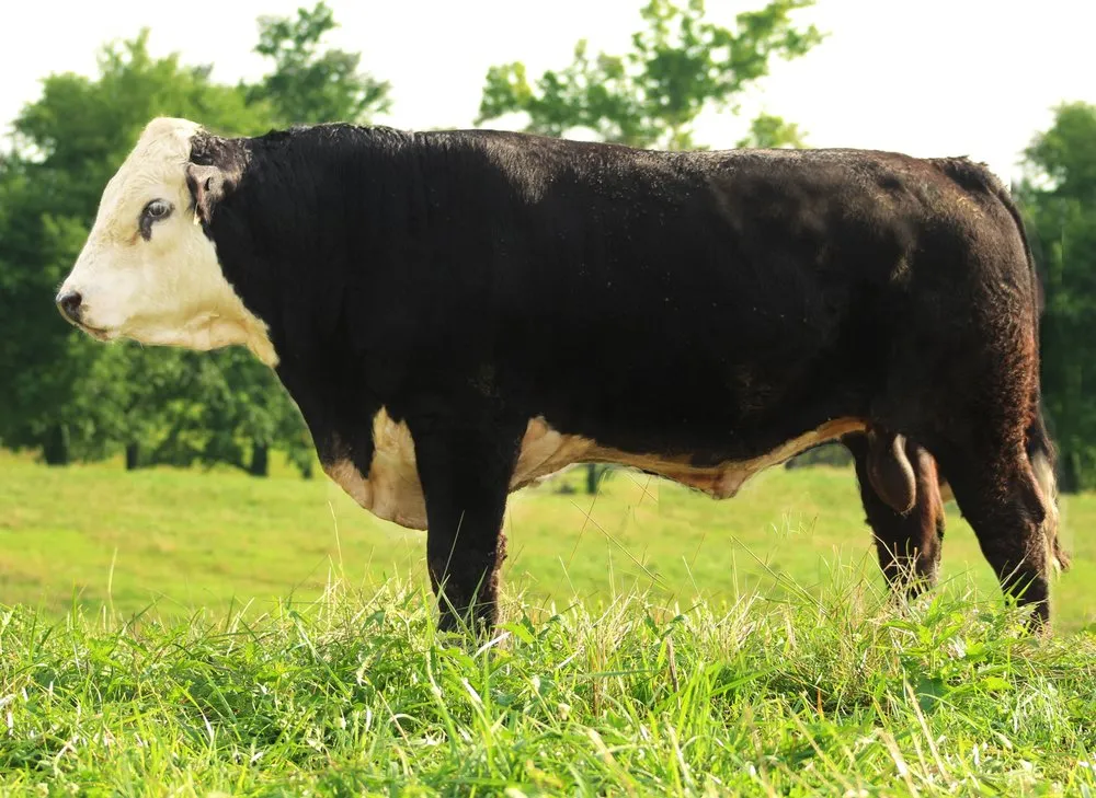 Херефорд Чорна (Герефордська Чорна)