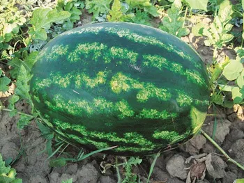 Сорти кавунів Варда F1 / Varda F1