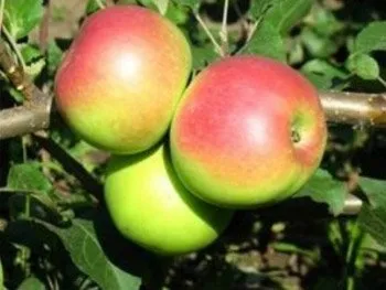 Пепінка Золотиста