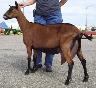 Породи кіз Оберхазлі