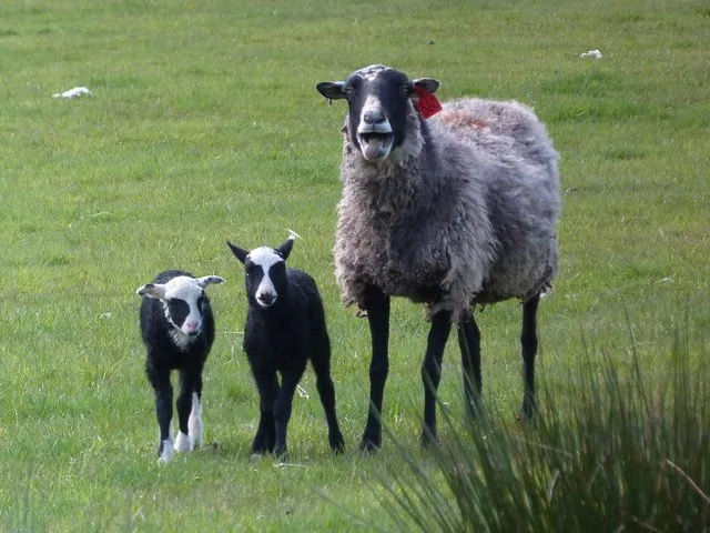Романовські (Romanov Sheep)
