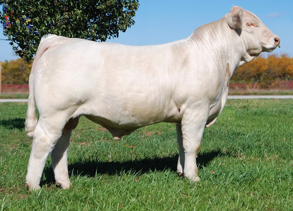 Шароле (Шаролезька)