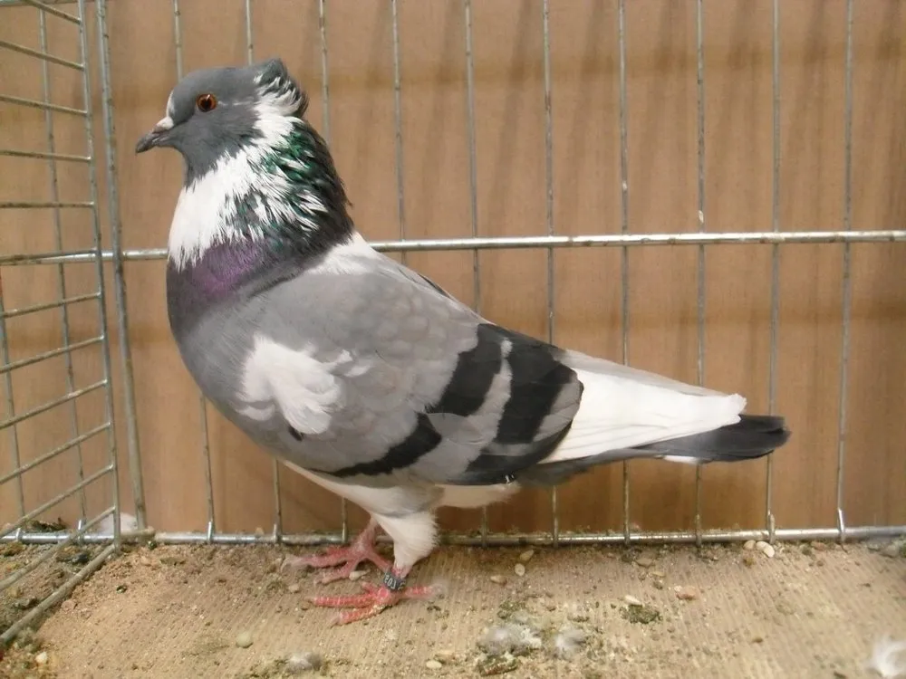 Спілдеркен (The Speelderken)