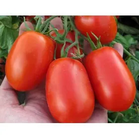 Сорти помідорів Літтано F1
