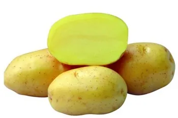 Сорти картоплі Роксана / Roxana