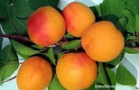 Фото Сніженський