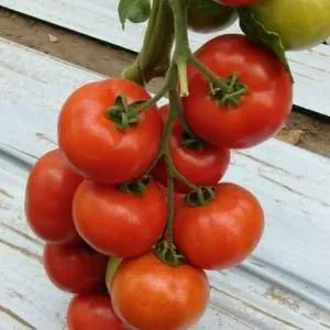 Сіндел F1 / Cindel F1