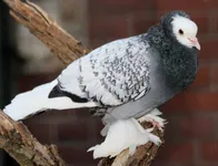 Фото Південно-німецький монах (космоногий)