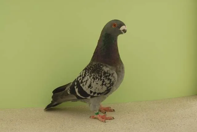 Антверпський виставковий