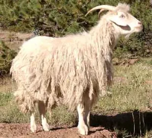 Породи кіз Зонгвей