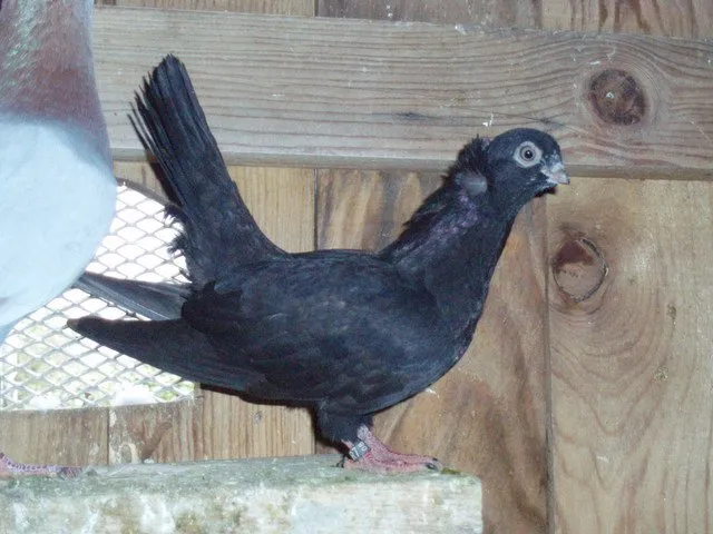 Загребський турман