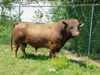 Фото Декстер (Dexter)