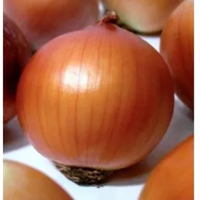 Сорти цибулі Бонус F1