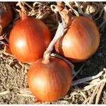 Фото Амбра F1 (CRX 2344) / Ambra F1