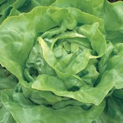 Аланіс / Alanis