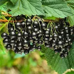 Фото Титанія