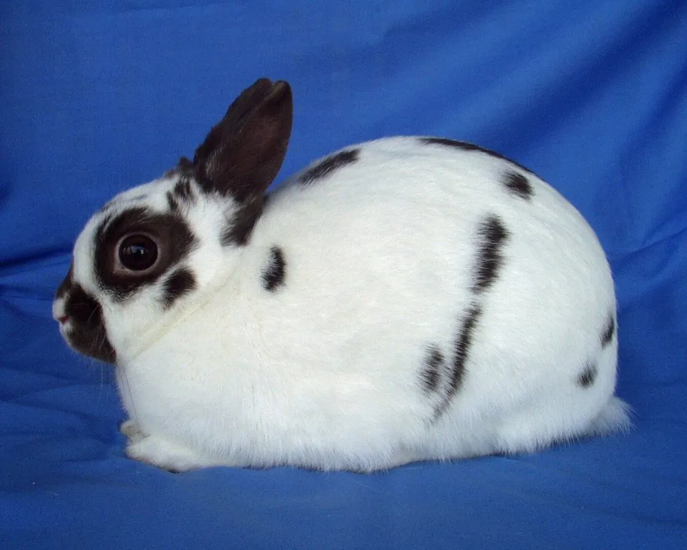 Польський кролик