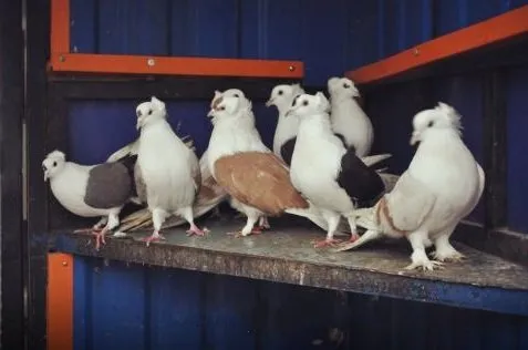 Запорізький Чубатий