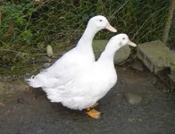 Фото Мерхтемська