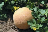 Фото Сега F1 / Cega F1