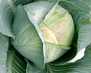 Фото Белтіс F1 / Beltis F1