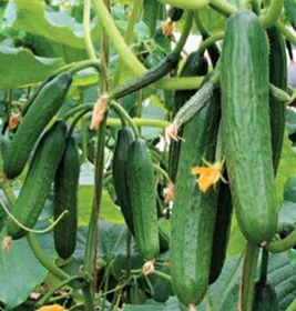 Сорти огірків Барез