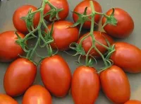 Фото Челнок