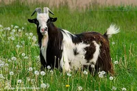 Фото Датський Ландрас