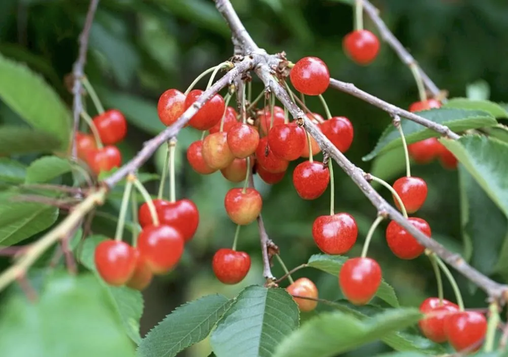 Подарунок Рязані