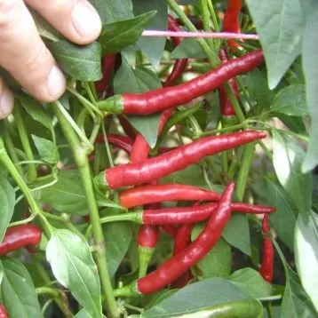 Даміан / Damian