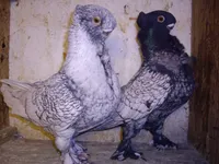 Фото Східний строкатий (Блондинет)