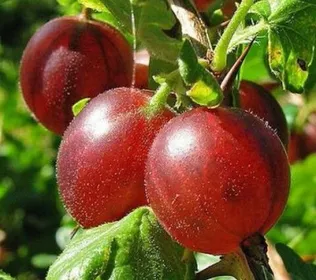 Сорти аґрусу Карат