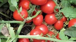 Перфектпіл F1 / Perfectpeel F1