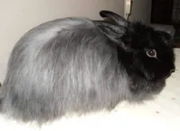 Фото Швейцарська лисиця (лиса)