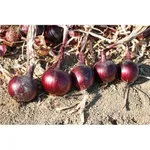 Фото Ред Мун F1 (CRX 3741)